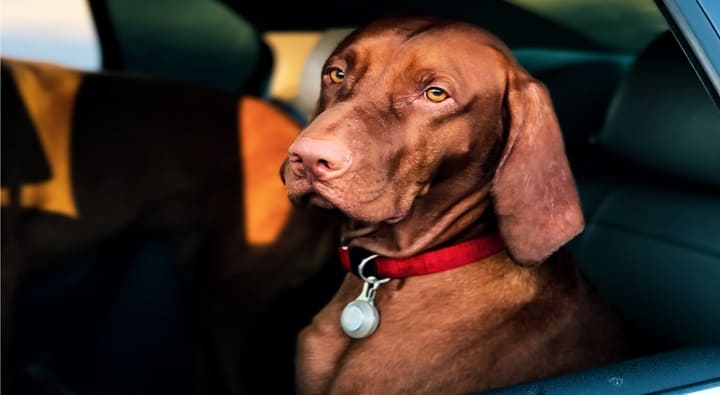 Hund auf Urlaubsreise