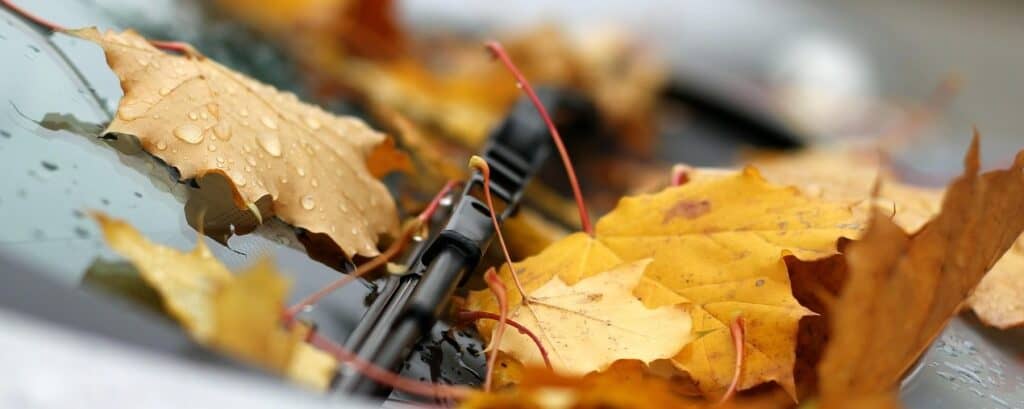 Herbstlaub auf Autoscheibe mit Regentropfen / guvo59