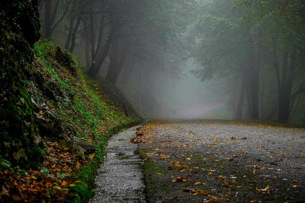 Nebeliger Waldweg mit fallendem Laub im Herbst.