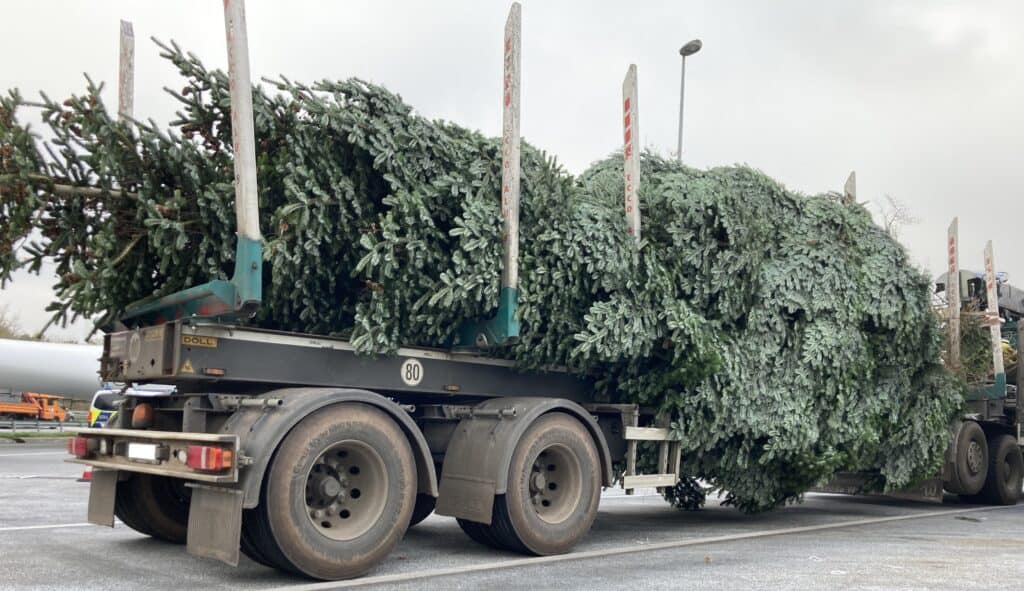 Große Tanne wird auf LKW transportiert.